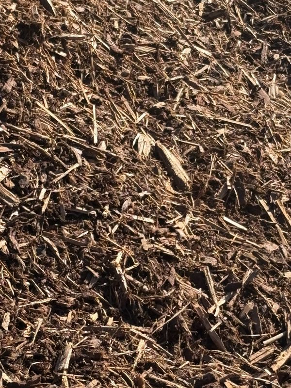 Hemlock Bright Dust